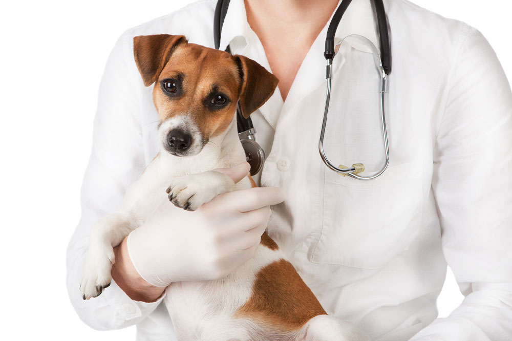 4 signs indicating that one&#8217;s pet dog is sick